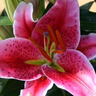 weltderbotanik's profile picture. Eine Sammlung selbstgeschriebener Vorträge rund um das Thema Botanik und Pflanzen. Der Author steht auch gerne bei Fragen rund um diese Thematik zur Verfügung.