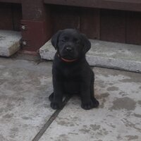 Bonnie the Puppy (@bonniethepuppy) 's Twitter Profile Photo