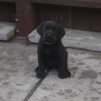 Bonnie puppy cheap biscuits