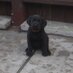 Bonnie the Puppy (@bonniethepuppy) Twitter profile photo Bonnie the Puppy (@bonniethepuppy) Twitter profile photo