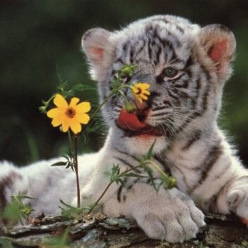Seeking justice and harmony for people & planet.
Soccer, basketball..skiing