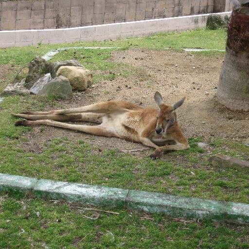 momoichigopurin's profile picture. 前向きに,凹んだりもするけど、人間だもの。