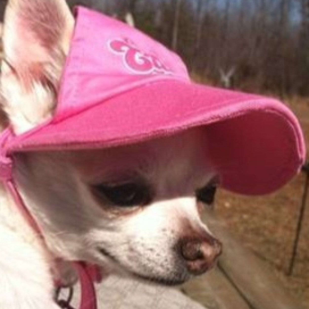 ParotCoco's profile picture. 