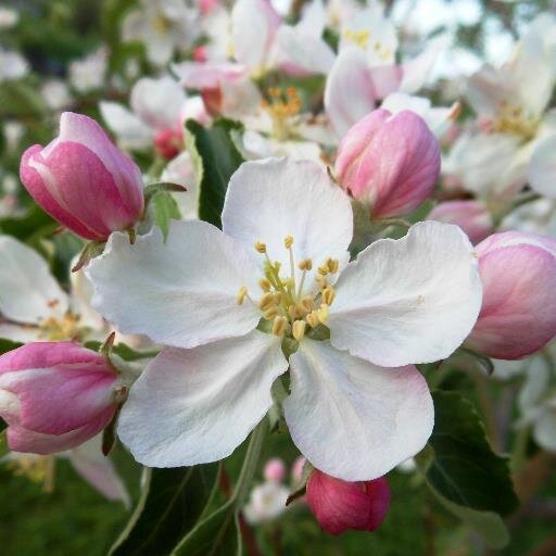 acbear93's profile picture. 