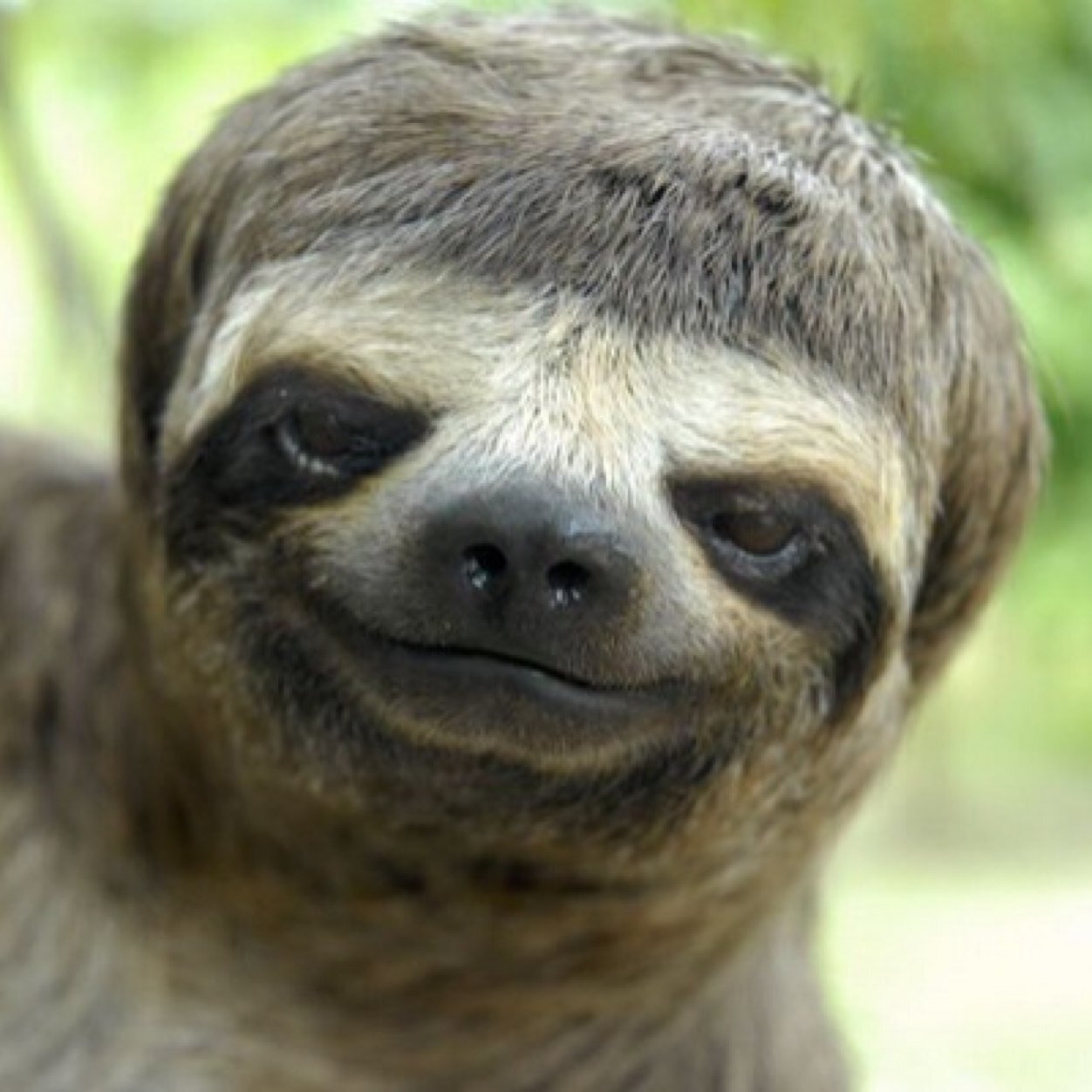 slothfight's profile picture. Seriously.