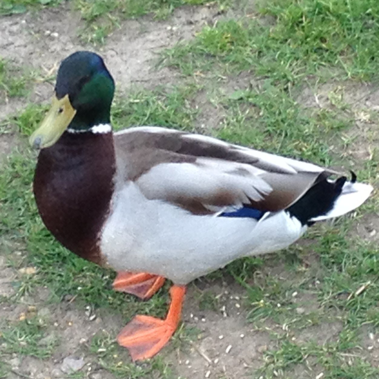 Duck Leader- Friends of @berkomoorhen. We don't answer to @berkhamstedcat. @BerkoGeese RIP