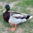 BerkoDucks's profile image