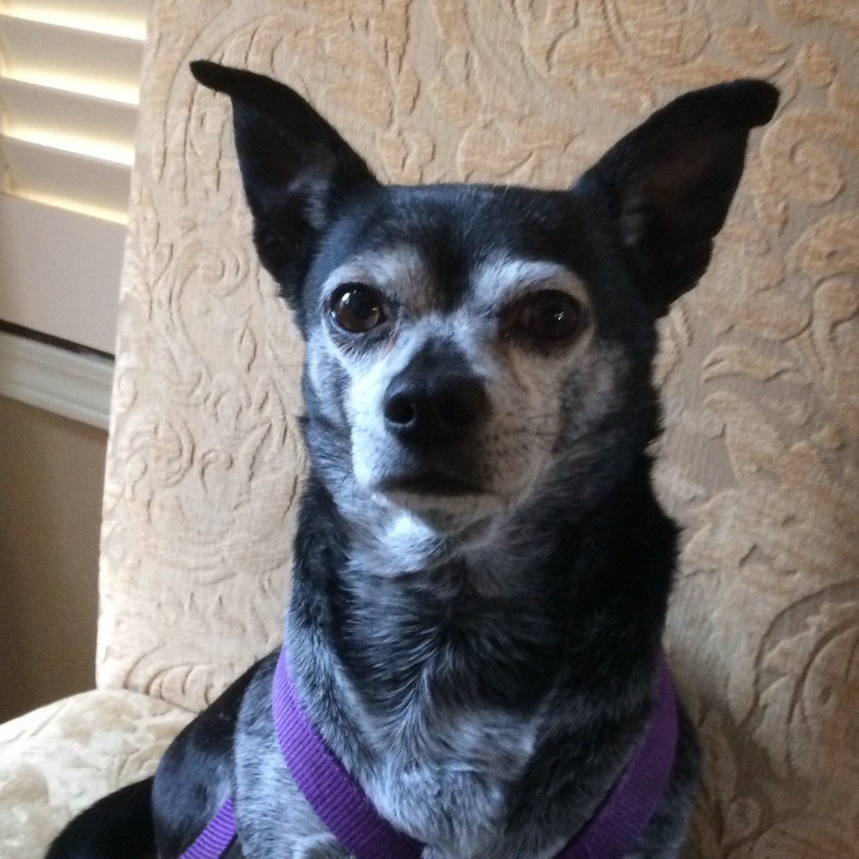 Retrogirl01's profile picture. Just a plain ole gal, married to a plain ole guy, that has three plain ole dogs and lives in a plain ole house