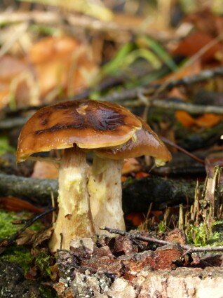Jíst houby nebo mít houby není vůbec to samé.
Eat mushrooms or have something shitty is not the same at all.