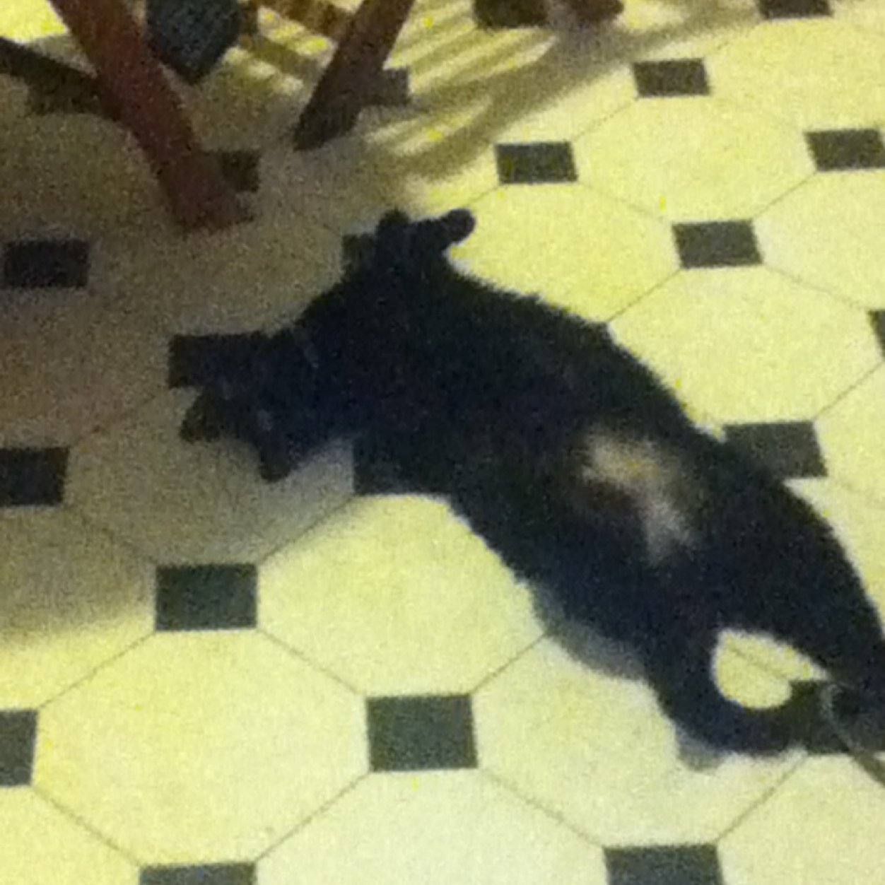 Bridgettotero's profile picture. harry potter fanatic yugioh abridged lover and always going to screw the rules cause i have green hair maybe i should cut down on the drugs! Gleek and a G.A fan