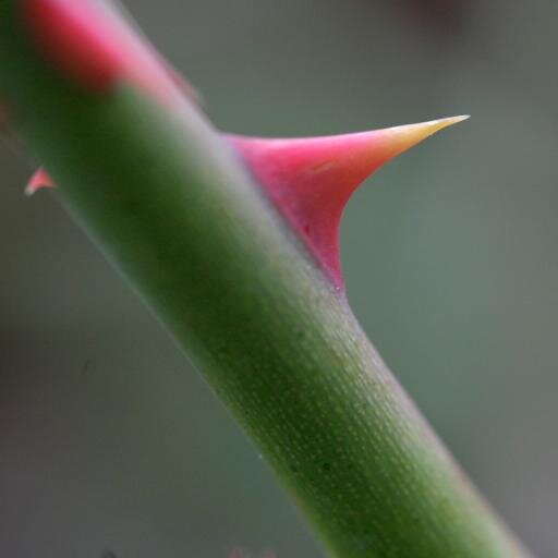 TheFifthThorn's profile picture. (TSW RP)