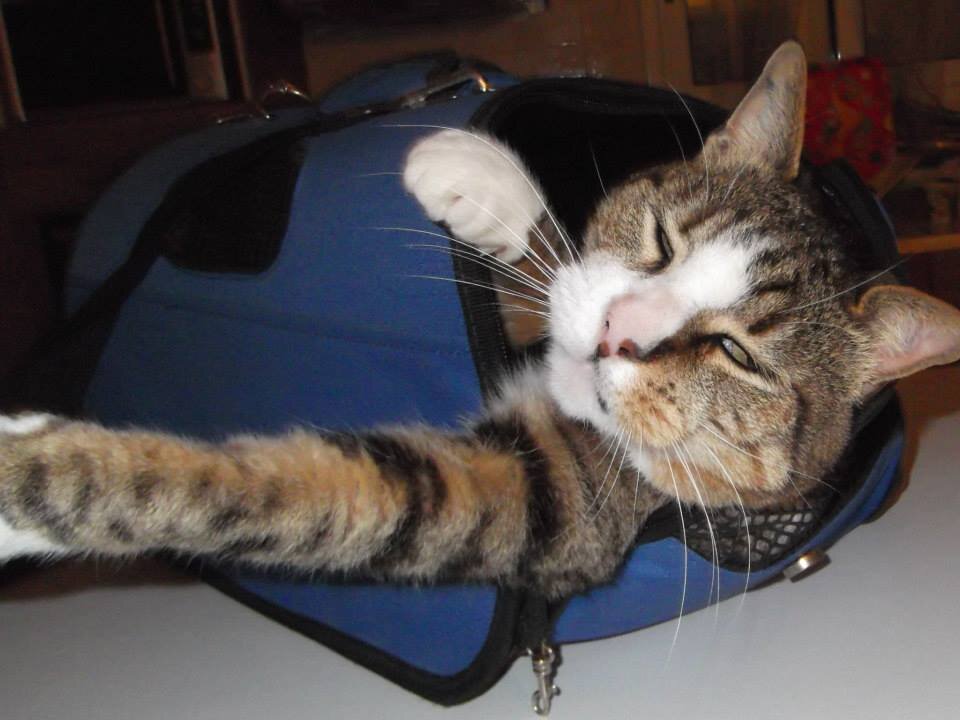 CCdpanne's profile picture. Pension familiale pour Chiens et Chats(chatterie) près ne Nice. 06.50.34.20.83
http://t.co/k7J3eRfM9J