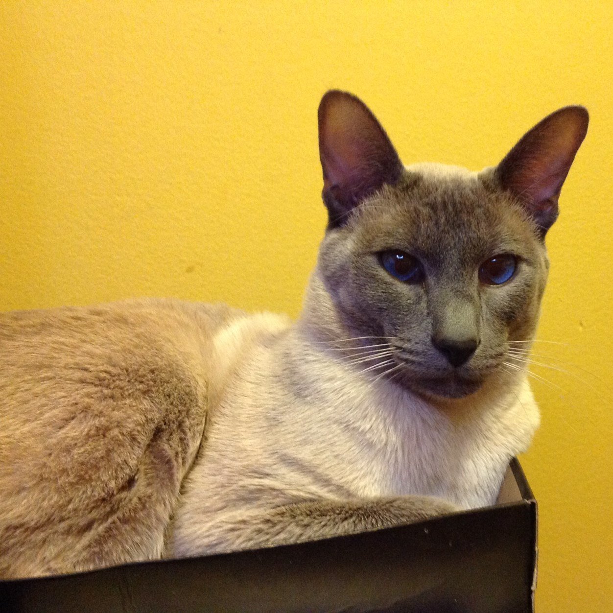 Tech support. Foodie. Pearl Jam fan. Federer is the Goat, webmaster, crazy cat lady, ✌️. Enough said