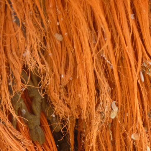 Zoektocht naar een duurzaam alternatief voor pluis onder visnetten. Zoek mee naar een oplossing op vispluisvrij.nl  
For UK account: @Dollyropefree