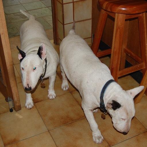 Armchair News chaser, Bull Terrier crazy, Ballroom dancer, Saxophonist, Thespian, Travel, Good wine, cigars and espresso in any order. Proudly South African