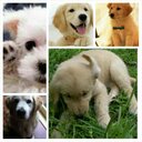 Dave Tan - @DaveTan_21 - Twitter