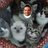 ilovecatsncheez's profile image