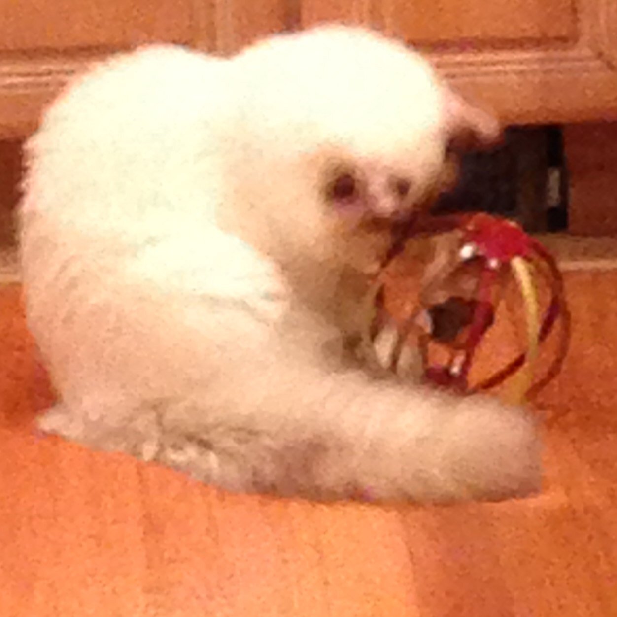 I'm a cat. It's all about me and that's all you need to know!
