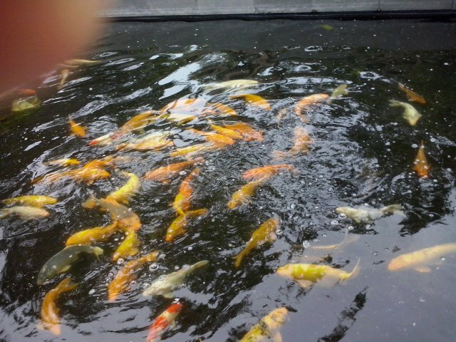 Yuliantisim's profile picture. Wife of an acupuncturist, mother of 2 kids, love and enjoy my life. I'm also a libera fan. Thank God.