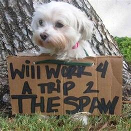 SpawDogs's profile picture. One of Orange Counties Best Daycare, Grooming, & Boarding Facilities.