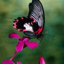 Jan Bowling - @crankybutterfly - Twitter