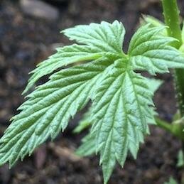 nwcsustain's profile picture. Northwest College Sustainable, Organic and Alternative Agriculture Production Certificate