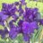MiekeBloemendal's profile image