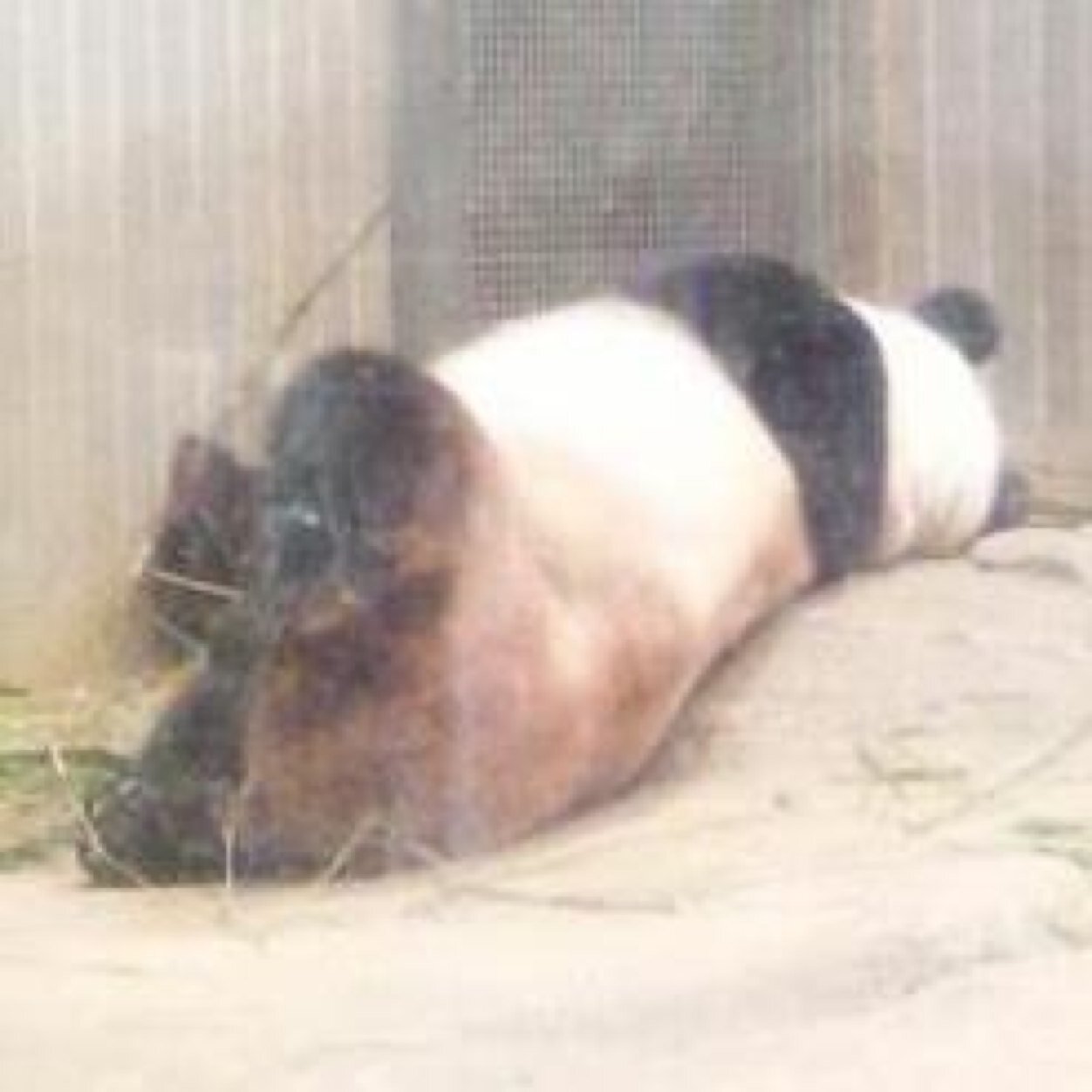 動物が好きなので、ちょこちょこリツイートさせていただきます。景色やら綺麗なもの、面白いものも！日常をつぶやく場合もあります。よろしくお願いします。(｡･ω･｡)