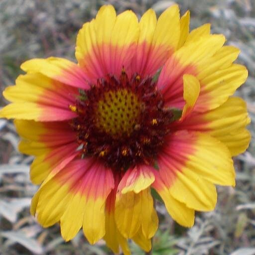 ChaosMeetsAlien's profile picture. Ein zwischenmenschlicher Totalausfall erobert die Welt :D