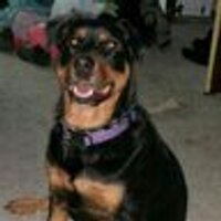 Joshua Resnikoff (@joshnotjoshing) 's Twitter Profile