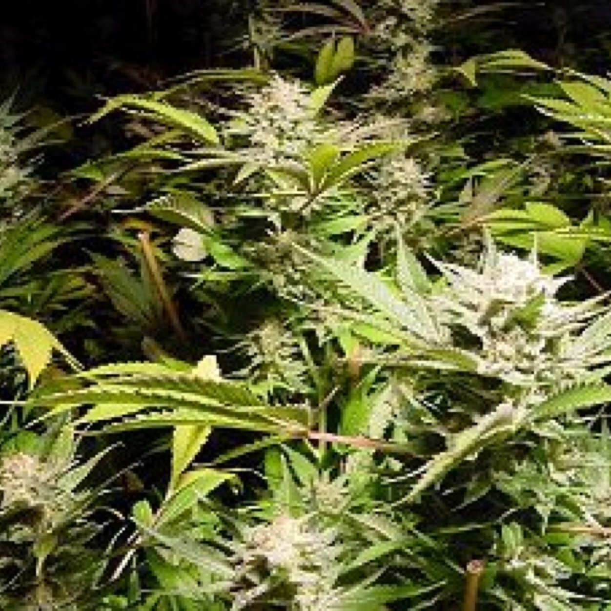 GrowPorn is a place to share your grow pictures! whether its your buds, sweet hydro setup,genetics or harvest . Mention @growporn #growporn Kik : GrowPorn