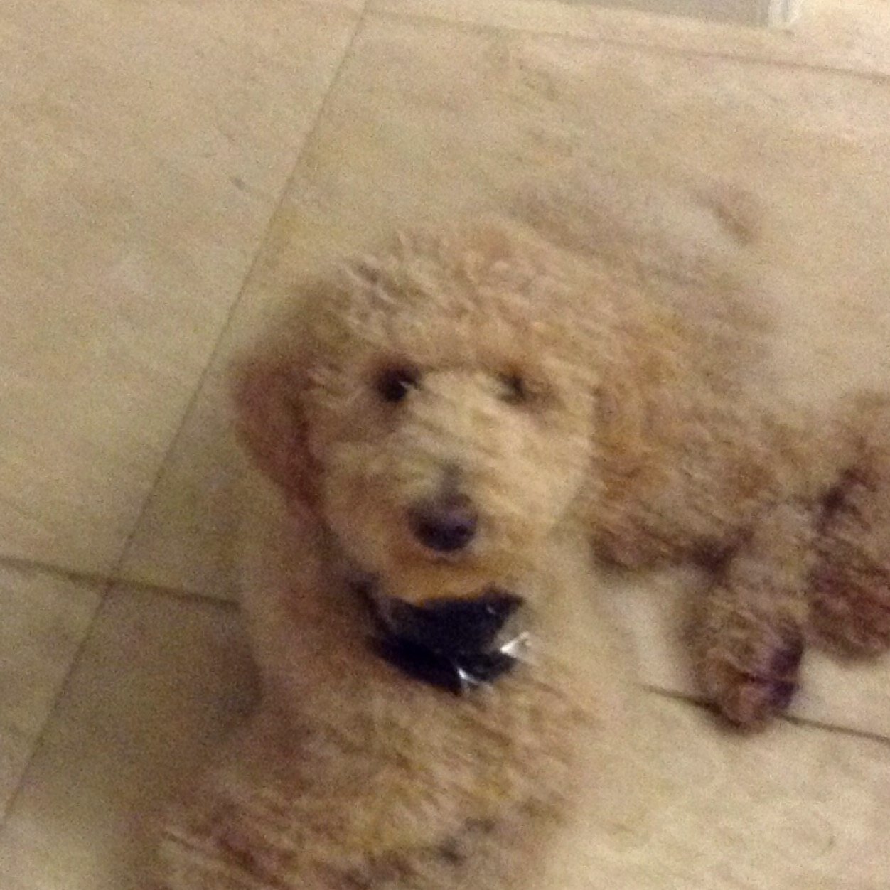 KianKlion's profile picture. i am the Pokemon Master