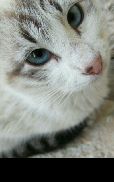 Daughter of Dawnshine and Jaystar. My Mate is Blazeheart. My Clan: SnowClan. Theme song: Viva La Vida. #Taken #Female