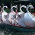 Boston Swan Boats (@swanboats) Twitter profile photo