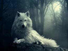 I am Audrey Runner I am A Werewolf I can Transform into a human Single {RP} Most RP is open ;)