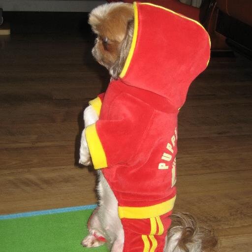 ariangjump's profile picture. korean, usual, salary, pet, patience, future