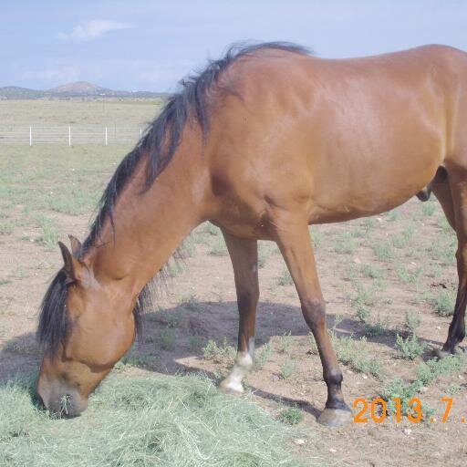 DaisyJRanch's profile picture. 