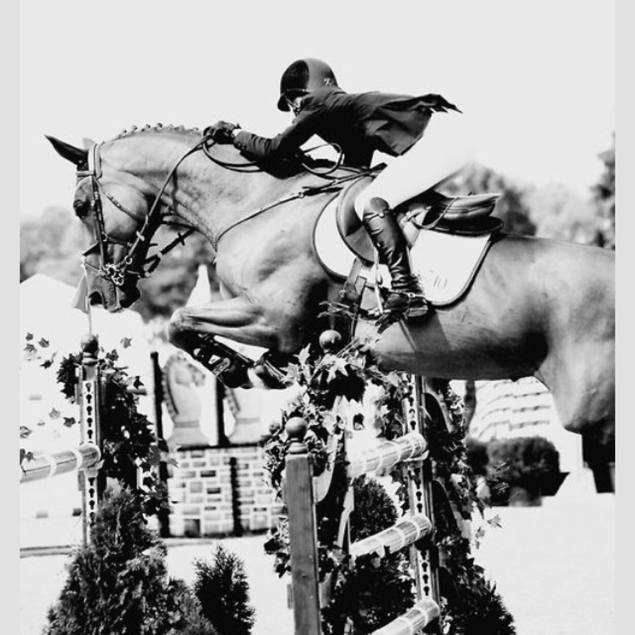 No bobos allowed. Bad bitch equestrians only. #sorrynotsorry #equestrianbitches #fuckyou