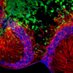 Quintana Lab (@quintanalab) Twitter profile photo Quintana Lab (@quintanalab) Twitter profile photo