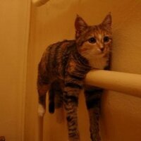 bli_mal (@madxdrinker) 's Twitter Profile