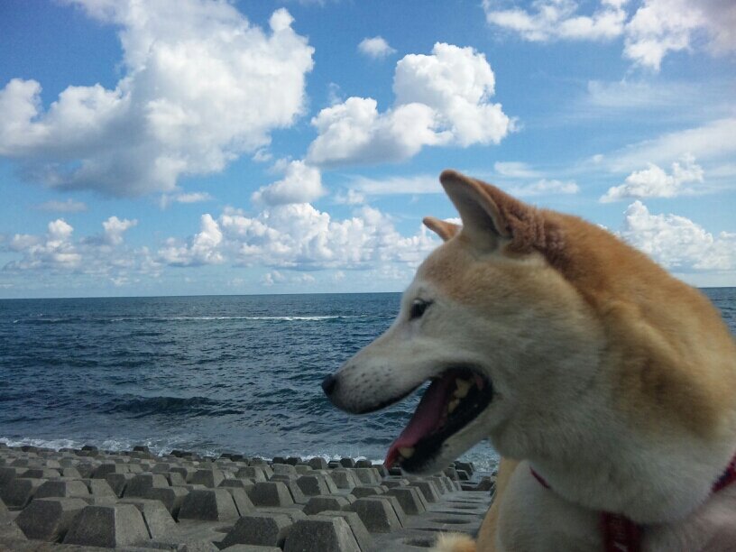 ♬✧おんがく♪ .•*¨*•.¸¸♬✧らいぶ♪ .•*¨*•.¸¸♬✧わんこ♪ .•*¨*•.¸¸♬✧