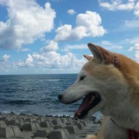 まがこ☆ (@shibawankosuki) Twitter profile photo