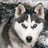 HuskyFamily's profile image