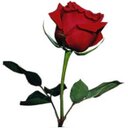 dori ramirez - @dororapi - Twitter