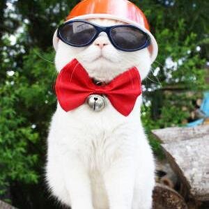 animal12340 Profile Picture