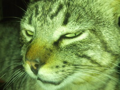 malerocka's profile picture. 