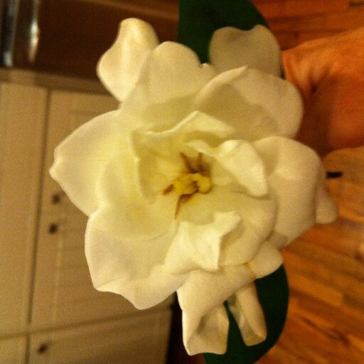 KathleenJabali's profile picture. 