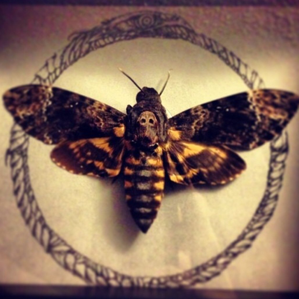 susie_slaughter's profile picture. 