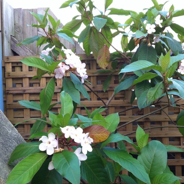 NoeleneHorton's profile picture. 