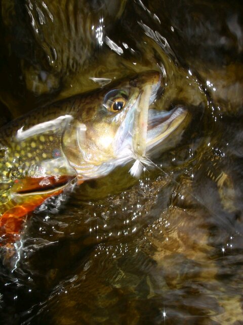 You're not a true fisherman until you've heard the mighty roar of the Brookie.